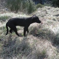 Il Sacco