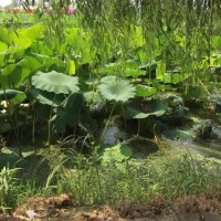 赵清华