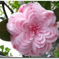 chemist lamia mohamed