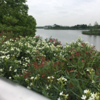 陈伊玲