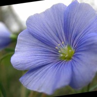 flax lab