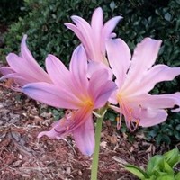 Rosemary Norris
