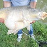 Yellowbaits Pecheur