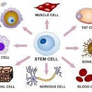 Stem Cell