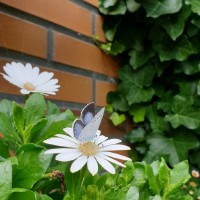 Marianne Fadlane-van Lochem