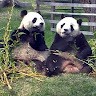 Gashu Cheng