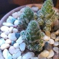 谢心蓝