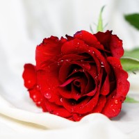 Vu Rose
