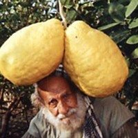 Research Lemon