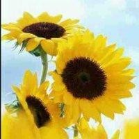 张学芹