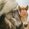 محلات الحاج