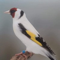 العصفور المحبوب