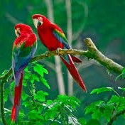 Suresh M