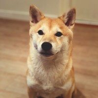 Pepper the shiba