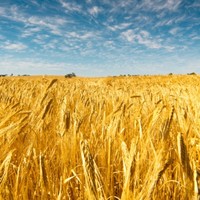 Agrikost Llp