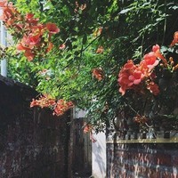 Mai Hằng
