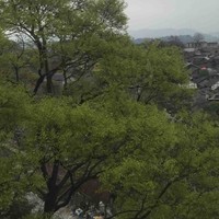 蔡文涛