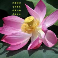 杨Yang建平Jian Ping