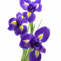 Iris Botach