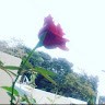 Sumitha Elango