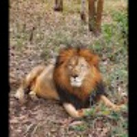 Yogesh C