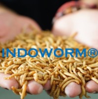 I Ndoworm
