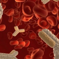 Bone Marrow Transplantation