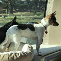 Doghouse Travels