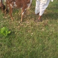 vivek25 dandawate