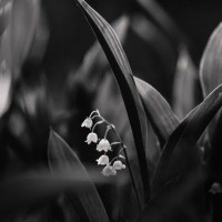 Mary May Sy