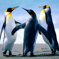 Sailaxmi B