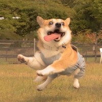 徐嘉键