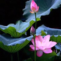 陈正兵