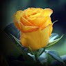 Yellow Rose