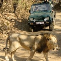 Jeep Safari In Gir National Park 09212615296