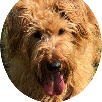 Printz TopDogPrinter