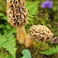 Rogelio Rios Liquidano