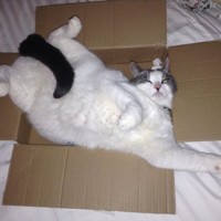 José Miguel Rojas munar