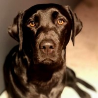 Pepper Brückner