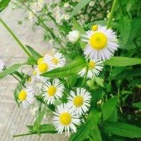 张永佳