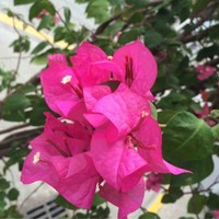 沈丹萍