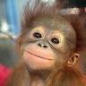 Monkey Kun