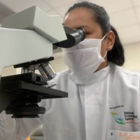 Majhalia Torno