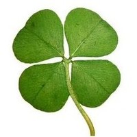 Laqkmi Lucky