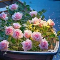 Sarwat Rizvi