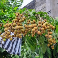 Suryo Suprapto