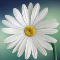 Diane Gordon