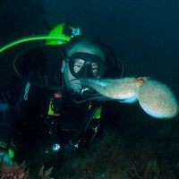 Buceo Pretoriano Actividades Profesionales y Recreativas