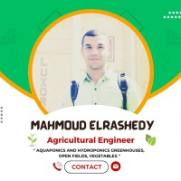 Mahmoud Elrashedy