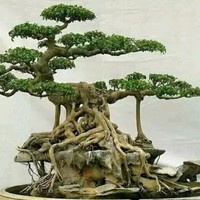 杨东胜
